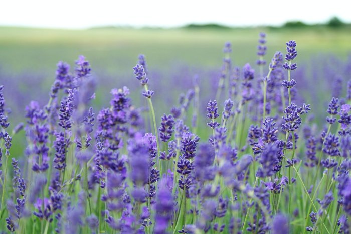 Lavandula plant flowering time