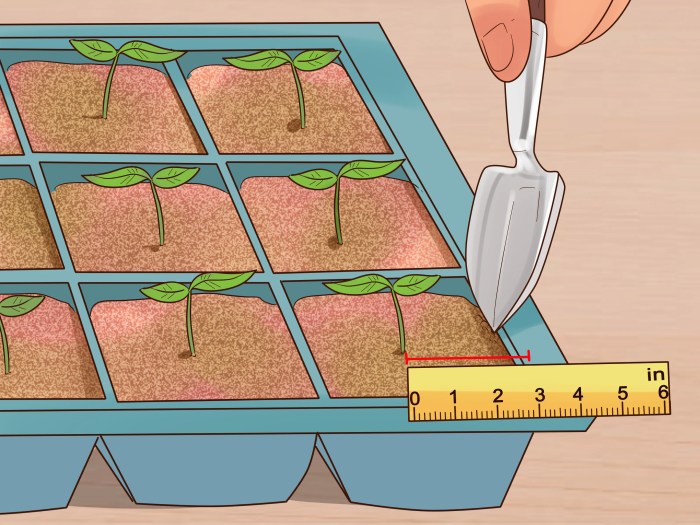 How to plant flowers from seeds