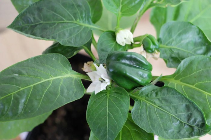 Bell pepper plant flowers