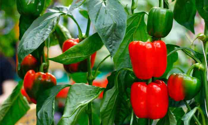 Pepper bell plant plants yellow red indoor inside bonnie house grown week dr