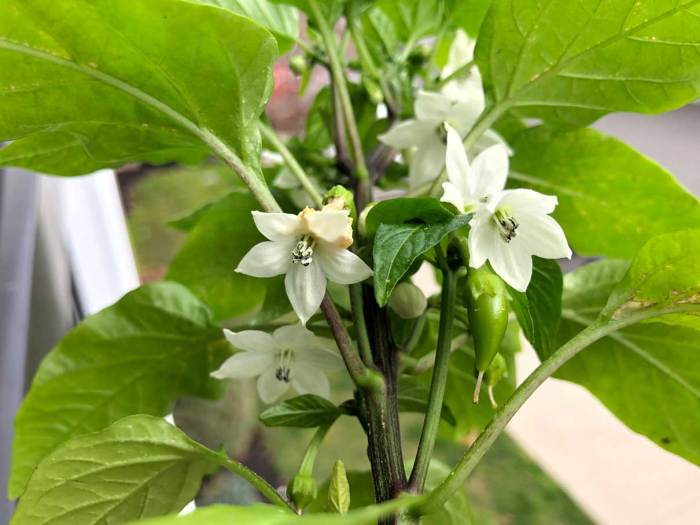 Bell pepper plant flowers