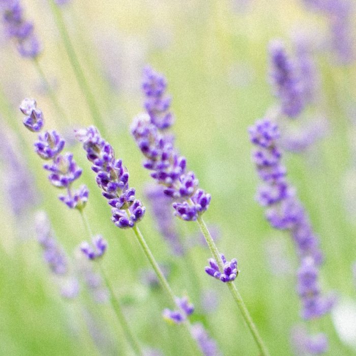 Lavandula plant flowering time